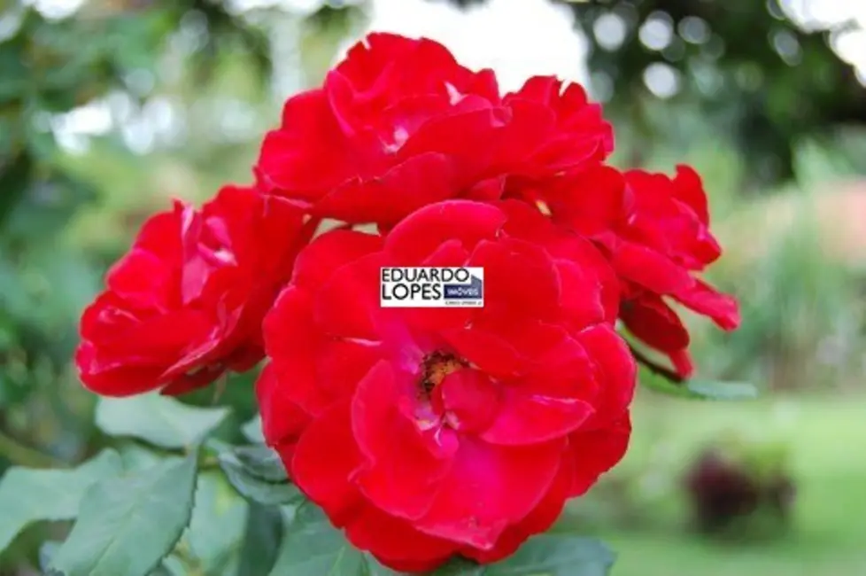 Foto 6 de Chácara com 3 quartos à venda, 150m2 em Jardim Buru, Salto - SP