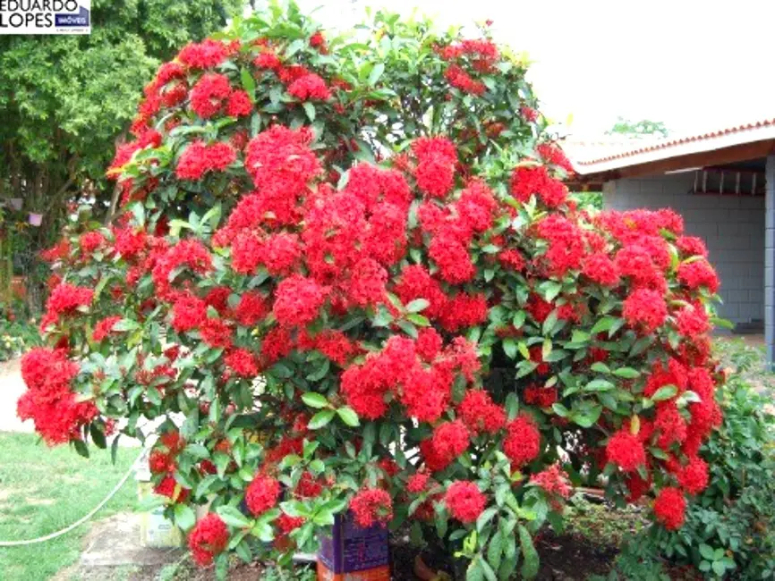 Foto 7 de Sítio / Rancho com 6 quartos à venda, 800m2 em Elias Fausto - SP