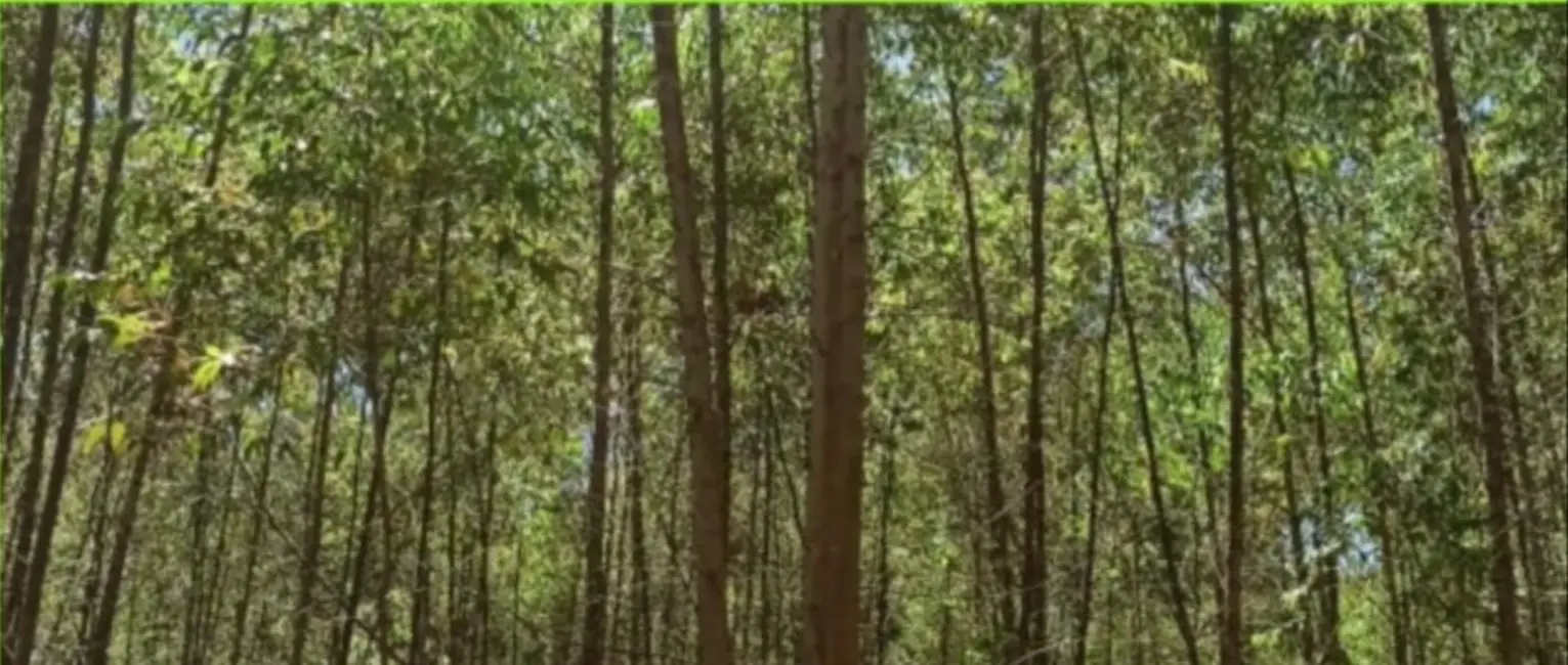 Foto 2 de Fazenda / Haras com 5 quartos à venda, 4300m2 em Ribeirao Branco - SP