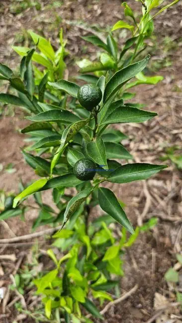 Foto 5 de Terreno / Lote à venda, 1500m2 em Portal Roselândia, Cotia - SP