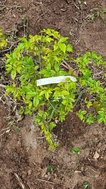 Foto 4 de Terreno / Lote à venda, 1500m2 em Portal Roselândia, Cotia - SP