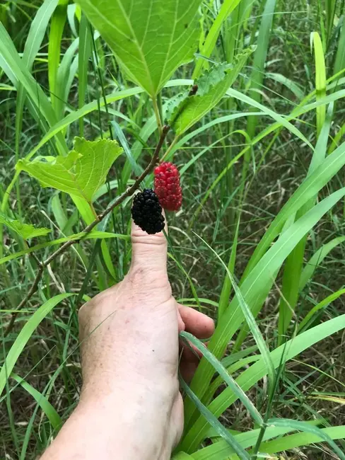 Foto 3 de Terreno / Lote à venda, 432m2 em Setor Jaó, Goiania - GO