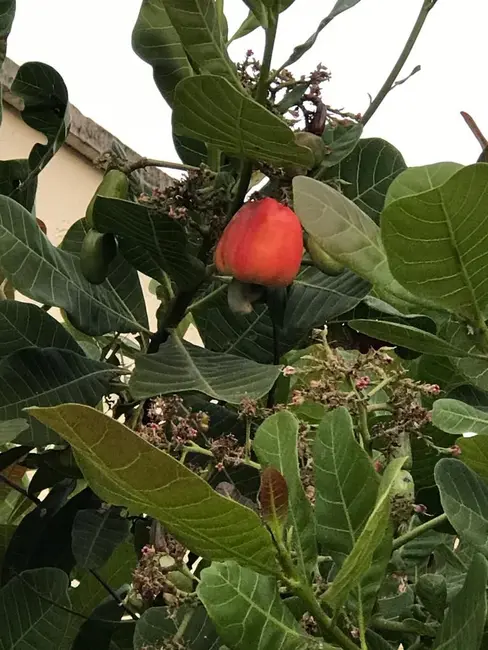 Foto 4 de Terreno / Lote à venda, 432m2 em Setor Jaó, Goiania - GO