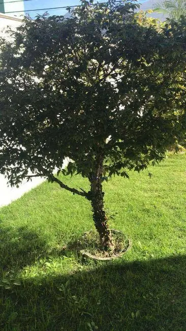 Foto 7 de Casa com 3 quartos à venda e para alugar, 450m2 em Centro, Palhoca - SC