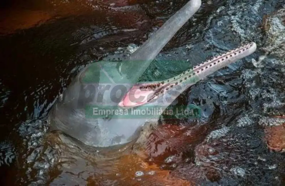 Foto 7 de Terreno / Lote à venda, 16777215m2 em Itapiranga - AM