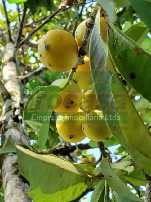 Sítio / Rancho com 2 quartos à venda, 38443m2 em Manaus - AM - imagem 8 Foto 8 de Sítio / Rancho com 2 quartos à venda, 38443m2 em Manaus - AM