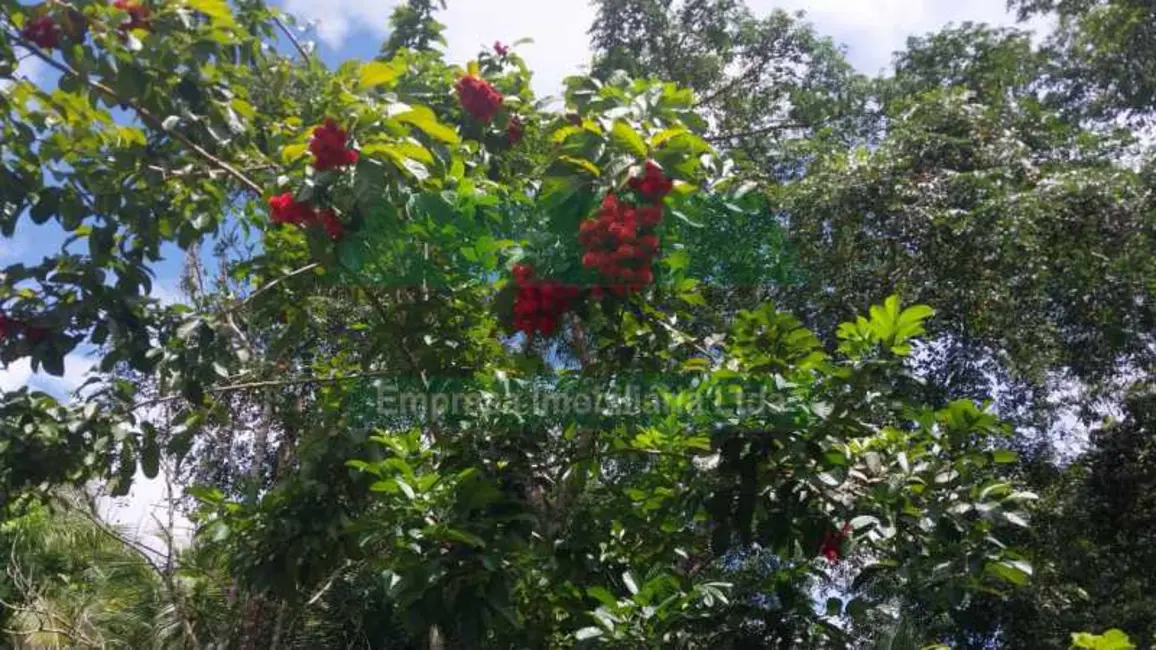 Foto 9 de Chácara com 4 quartos à venda, 3754m2 em Manaus - AM