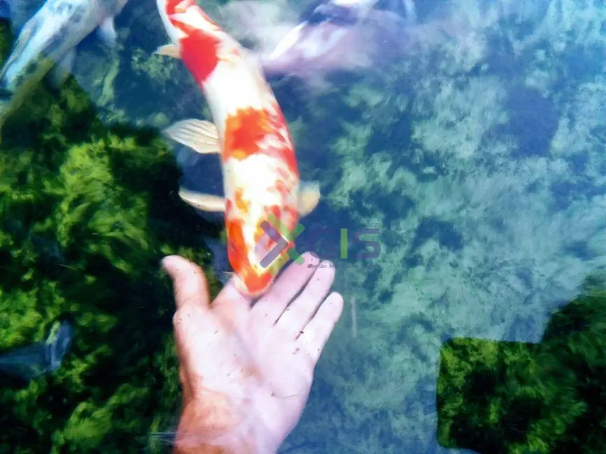 Foto 5 de Chácara com 3 quartos à venda, 2380m2 em Guapiacu - SP