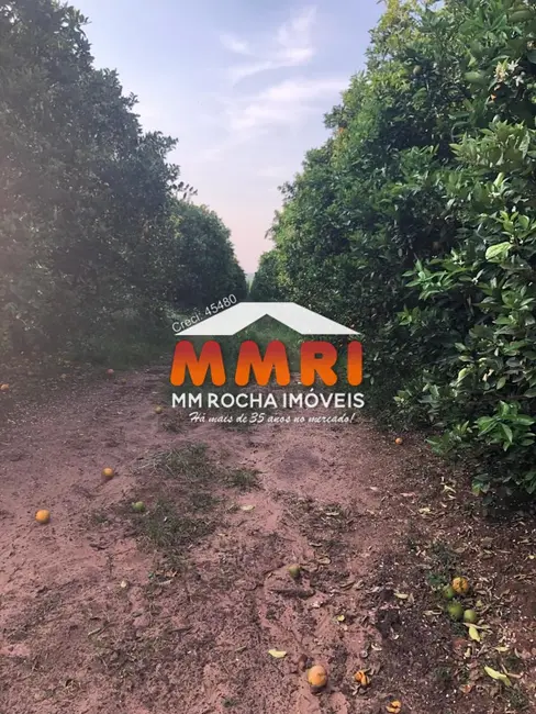 Foto 6 de Fazenda / Haras à venda, 953m2 em Jardim Caiubi, Itaquaquecetuba - SP