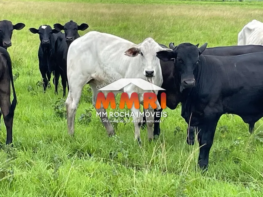 Foto 6 de Fazenda / Haras à venda, 17125m2 em Santa Fe Do Araguaia - TO