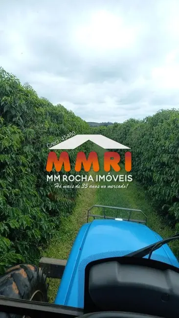 Foto 3 de Fazenda / Haras à venda, 239m2 em Luminarias - MG