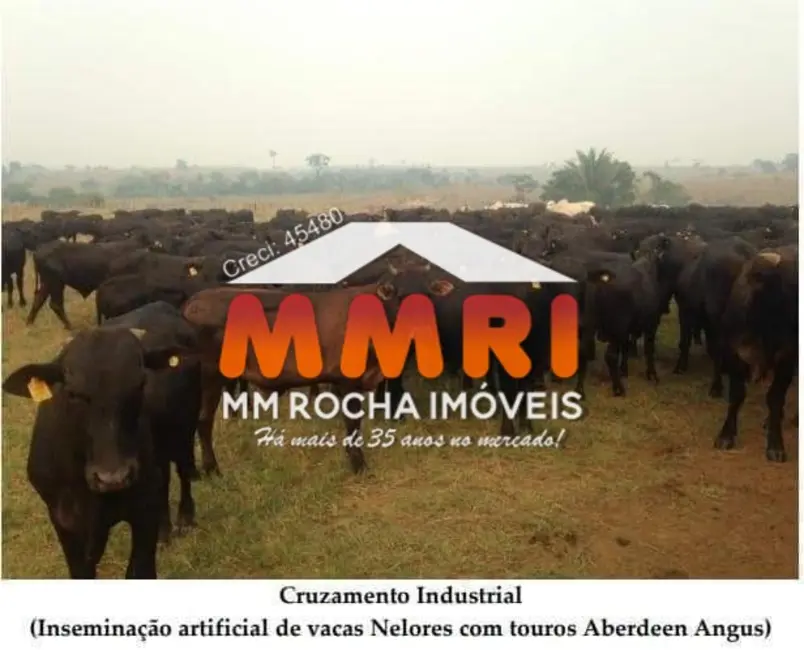 Foto 9 de Fazenda / Haras à venda, 149000m2 em Rondolandia - MT