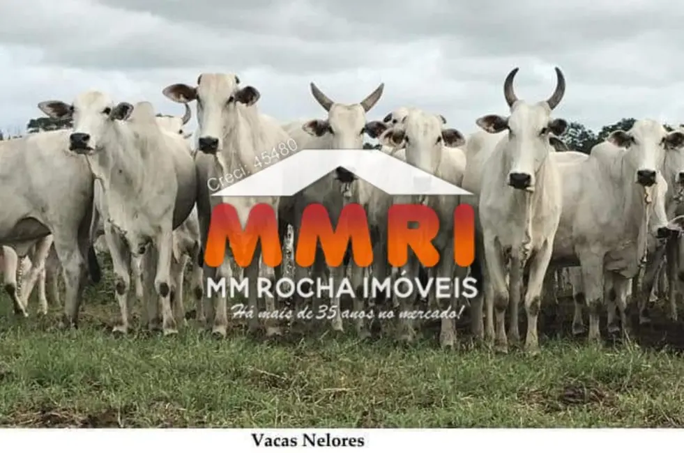 Foto 5 de Fazenda / Haras à venda, 149000m2 em Rondolandia - MT