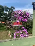 Imagem 15