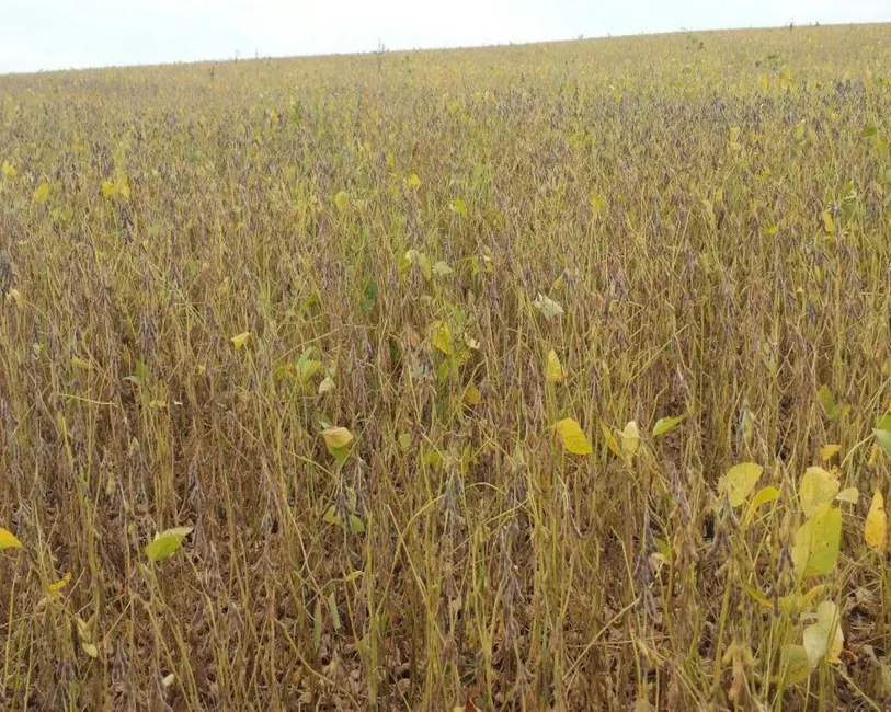 Foto 7 de Fazenda / Haras com 1 quarto à venda, 200m2 em Jumirim - SP