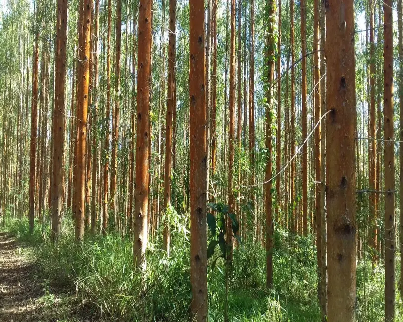 Foto 1 de Fazenda / Haras com 1 quarto à venda, 137m2 em Pilar Do Sul - SP