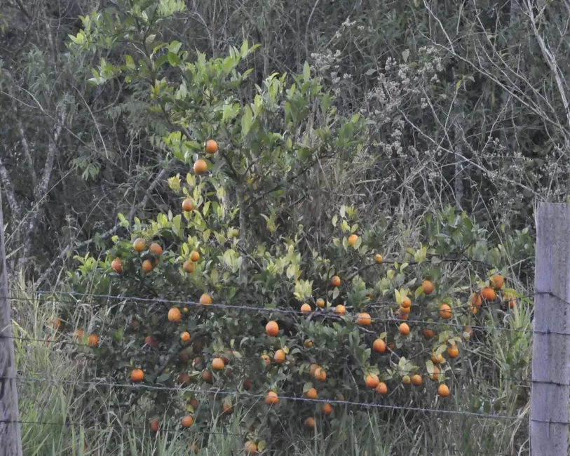 Foto 7 de Sítio / Rancho com 3 quartos à venda, 12500m2 em Aracoiaba Da Serra - SP