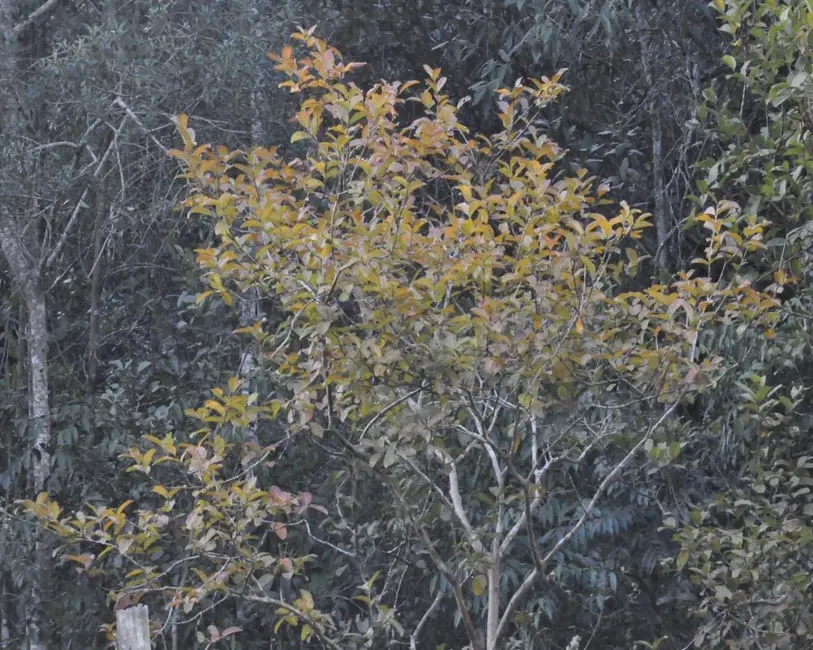 Foto 5 de Sítio / Rancho com 3 quartos à venda, 12500m2 em Aracoiaba Da Serra - SP