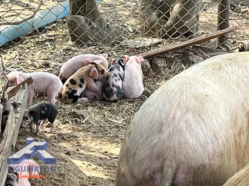 Foto 8 de Sítio / Rancho à venda, 169400m2 em Tatui - SP