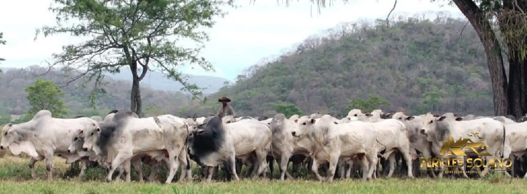 Fazenda / Haras com 3 quartos à venda, 87851m2 em Centro, Miranda - MS - imagem 4 Foto 4 de Fazenda / Haras com 3 quartos à venda, 87851m2 em Centro, Miranda - MS