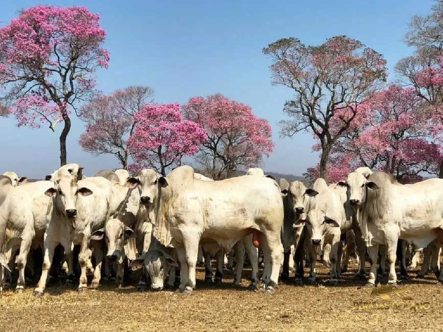 Fazenda / Haras com 3 quartos à venda, 87851m2 em Centro, Miranda - MS - imagem 9 Foto 9 de Fazenda / Haras com 3 quartos à venda, 87851m2 em Centro, Miranda - MS