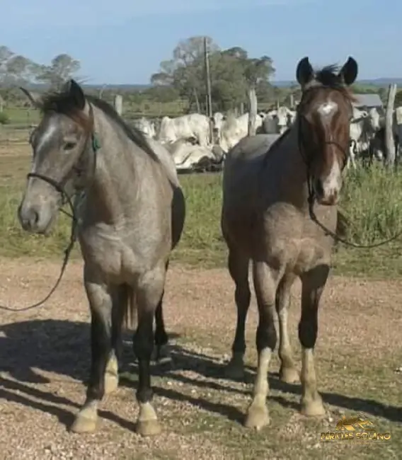 Fazenda / Haras com 3 quartos à venda, 87851m2 em Centro, Miranda - MS - imagem 8 Foto 8 de Fazenda / Haras com 3 quartos à venda, 87851m2 em Centro, Miranda - MS