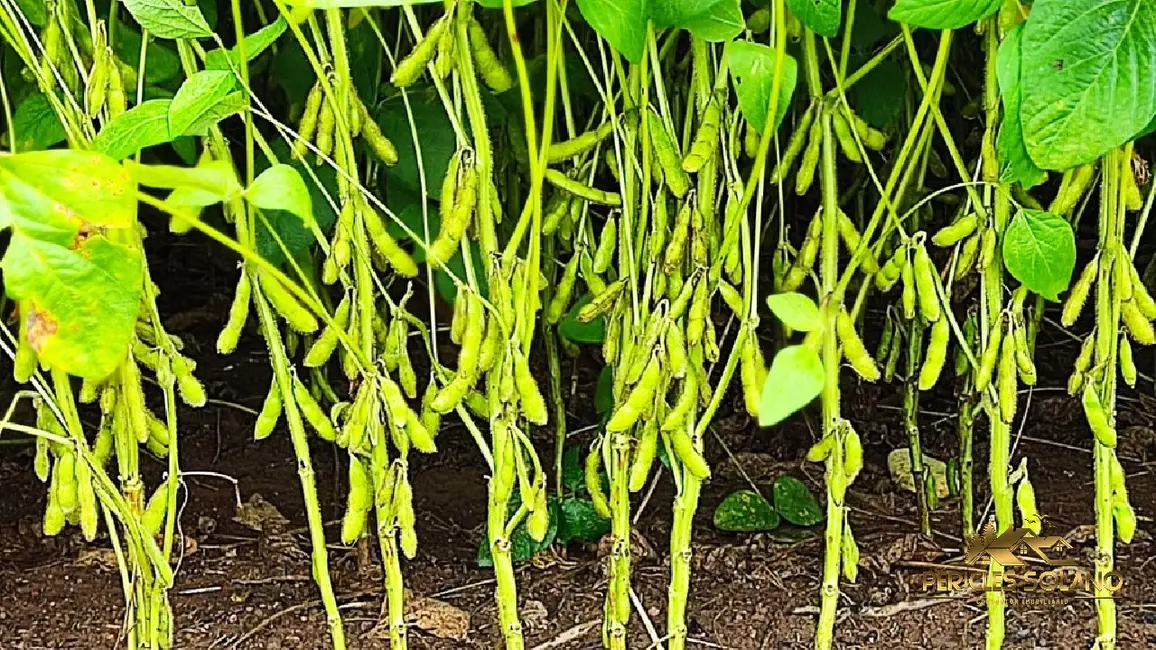 Foto 7 de Fazenda / Haras com 3 quartos à venda, 23000m2 em Centro, Sao Felix De Balsas - MA