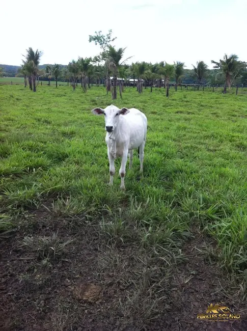 Fazenda / Haras com 3 quartos à venda, 3700m2 em Centro, Nobres - MT - imagem 5 Foto 5 de Fazenda / Haras com 3 quartos à venda, 3700m2 em Centro, Nobres - MT