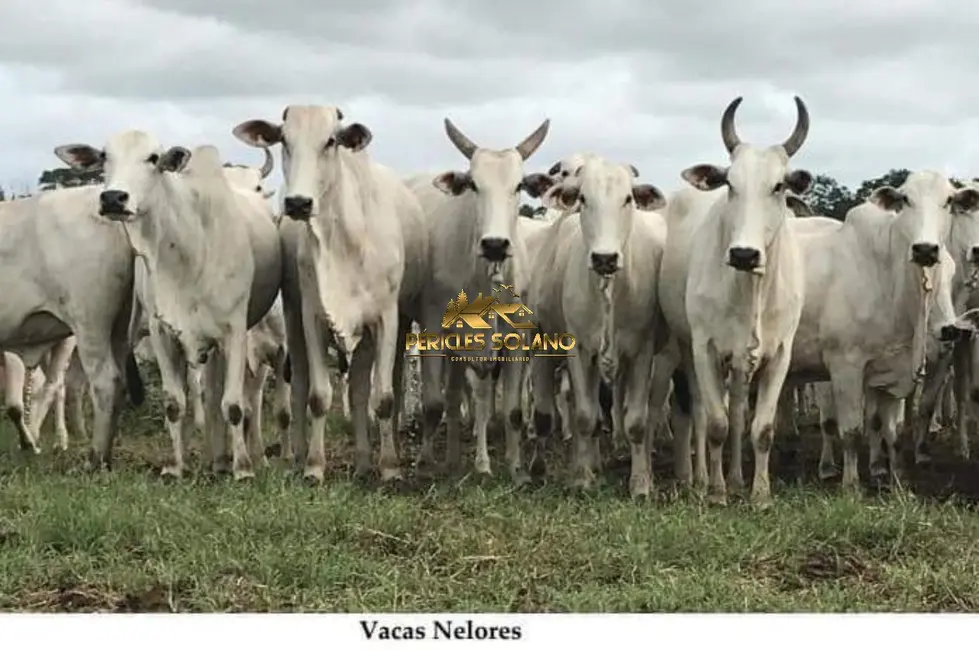 Foto 7 de Fazenda / Haras com 3 quartos à venda, 149515m2 em Centro, Rondolandia - MT