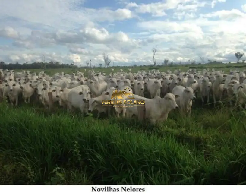 Foto 4 de Fazenda / Haras com 3 quartos à venda, 149515m2 em Centro, Rondolandia - MT