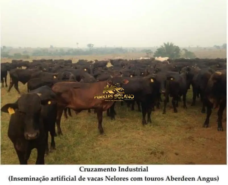 Foto 5 de Fazenda / Haras com 3 quartos à venda, 149515m2 em Centro, Rondolandia - MT