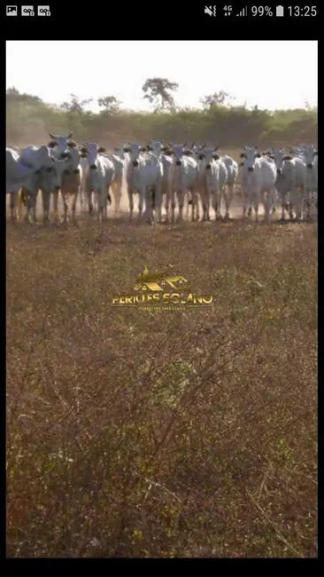 Foto 9 de Fazenda / Haras com 3 quartos à venda, 100532m2 em Novo Santo Antonio - MT