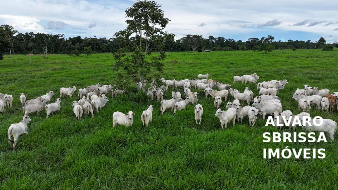 Foto 6 de Fazenda / Haras com 3 quartos à venda, 16777215m2 em Centro, Candeias Do Jamari - RO