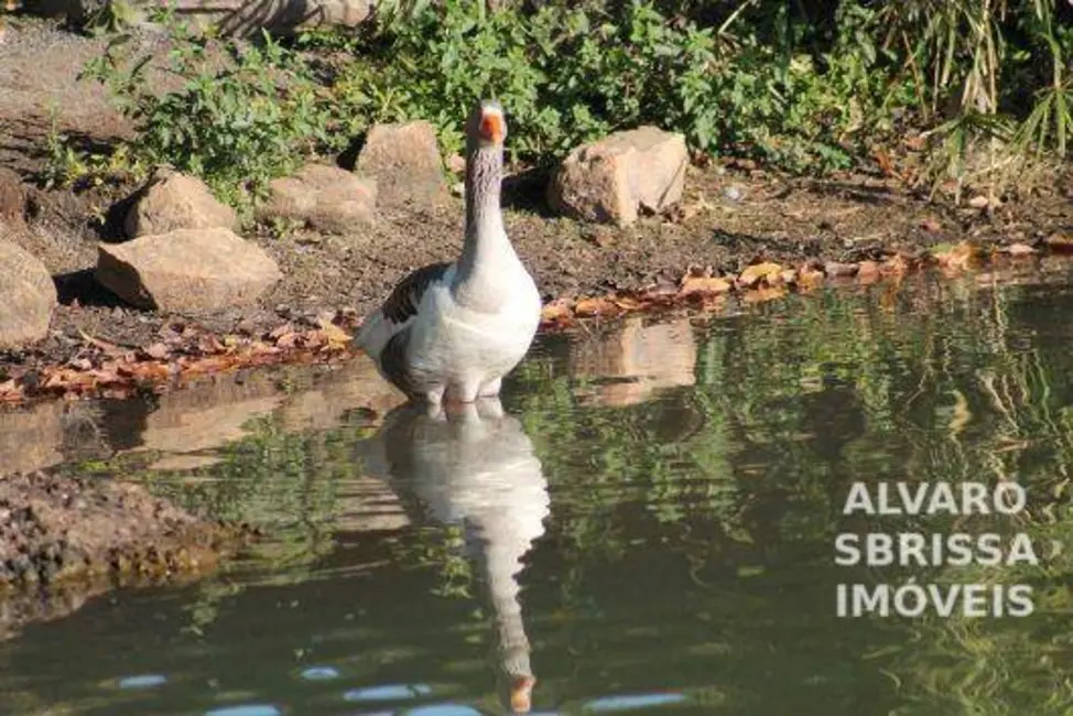 Foto 6 de Terreno / Lote à venda, 574m2 em Salto - SP