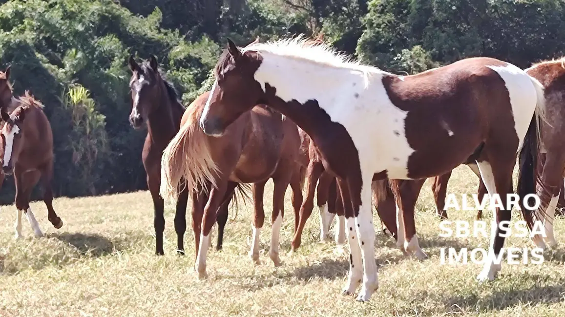 Foto 7 de Fazenda / Haras com 2 quartos à venda, 150000m2 em Jardim Oliveira, Itu - SP
