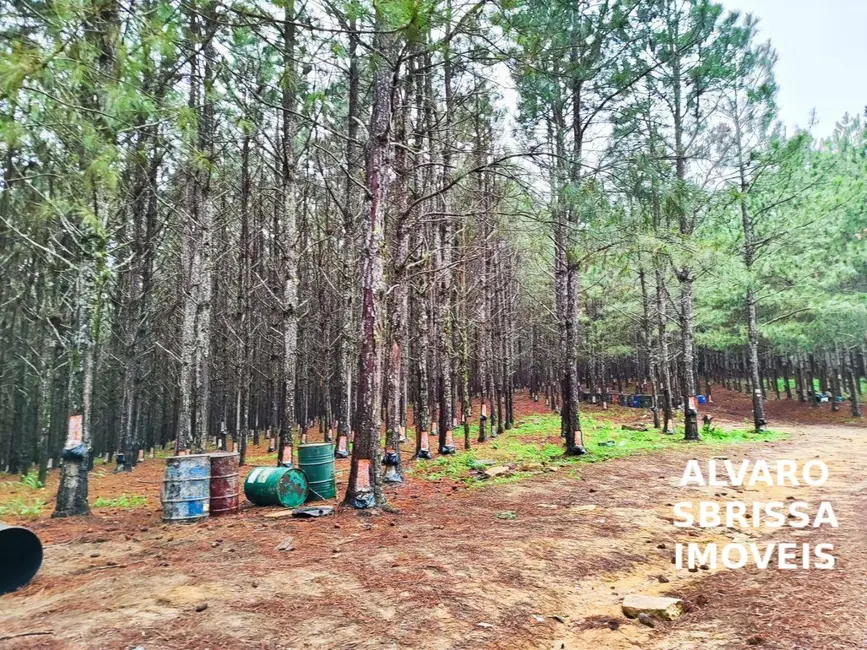 Foto 1 de Fazenda / Haras com 3 quartos à venda, 5493400m2 em Vila Mazzei, Itapetininga - SP
