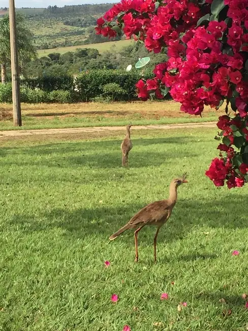 Foto 3 de Chácara à venda, 2000m2 em Piraju - SP