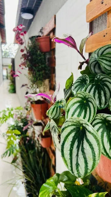 Foto 5 de Casa de Condomínio com 2 quartos à venda, 54m2 em Maracanã, Praia Grande - SP