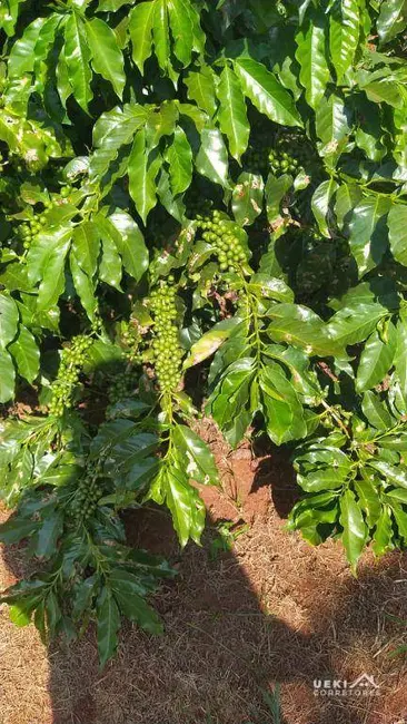 Foto 7 de Fazenda / Haras à venda, 2420000m2 em Centro, Santo Antonio Da Platina - PR
