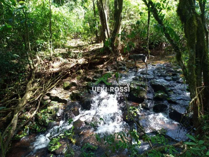 Chácara com 3 quartos à venda, 6000m2 em Londrina - PR - imagem 9 Foto 9 de Chácara com 3 quartos à venda, 6000m2 em Londrina - PR