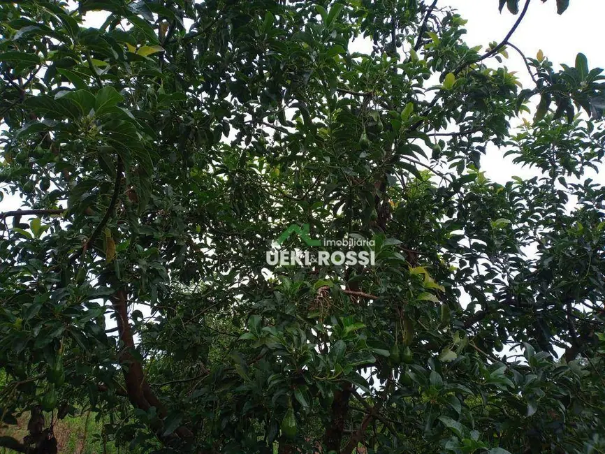 Sítio / Rancho à venda, 205700m2 em Londrina - PR - imagem 3 Foto 3 de Sítio / Rancho à venda, 205700m2 em Londrina - PR