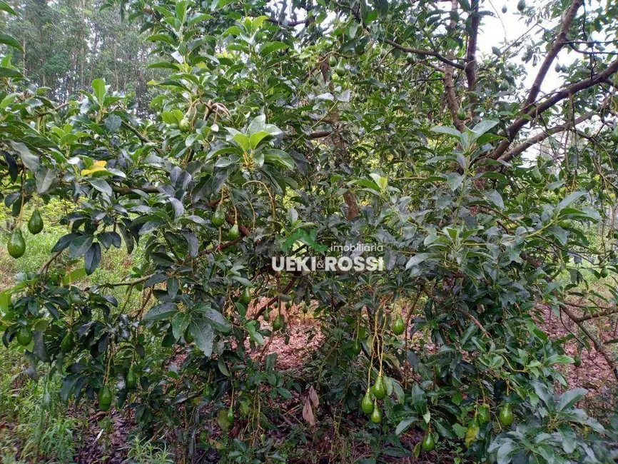 Sítio / Rancho à venda, 205700m2 em Londrina - PR - imagem 5 Foto 5 de Sítio / Rancho à venda, 205700m2 em Londrina - PR