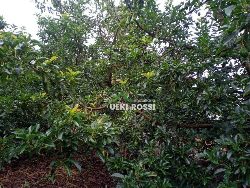 Sítio / Rancho à venda, 205700m2 em Londrina - PR - imagem 7 Foto 7 de Sítio / Rancho à venda, 205700m2 em Londrina - PR