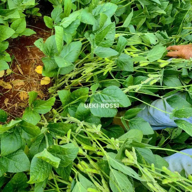 Fazenda / Haras com 3 quartos à venda, 1452000m2 em Londrina - PR - imagem 3 Foto 3 de Fazenda / Haras com 3 quartos à venda, 1452000m2 em Londrina - PR