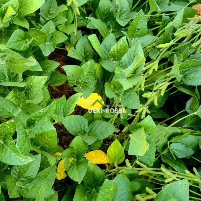 Fazenda / Haras com 3 quartos à venda, 1452000m2 em Londrina - PR - imagem 4 Foto 4 de Fazenda / Haras com 3 quartos à venda, 1452000m2 em Londrina - PR