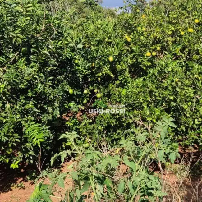 Foto 7 de Chácara à venda, 3000m2 em Ibipora - PR