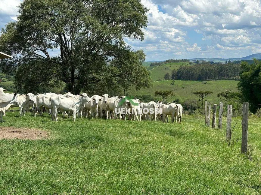 Foto 8 de Fazenda / Haras à venda, 2299000m2 em Centro, Rosario Do Ivai - PR