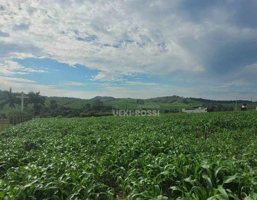 Foto 2 de Chácara à venda, 2000m2 em Limoeiro, Londrina - PR