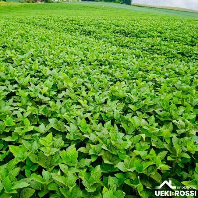 Fazenda / Haras à venda, 2250600m2 em Londrina - PR - imagem 1 Foto 1 de Fazenda / Haras à venda, 2250600m2 em Londrina - PR