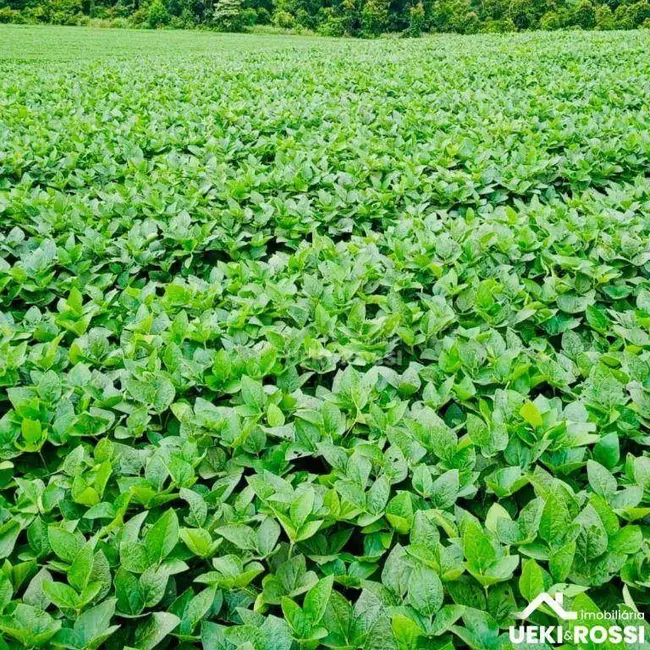 Fazenda / Haras à venda, 968000m2 em Limoeiro, Londrina - PR - imagem 4 Foto 4 de Fazenda / Haras à venda, 968000m2 em Limoeiro, Londrina - PR